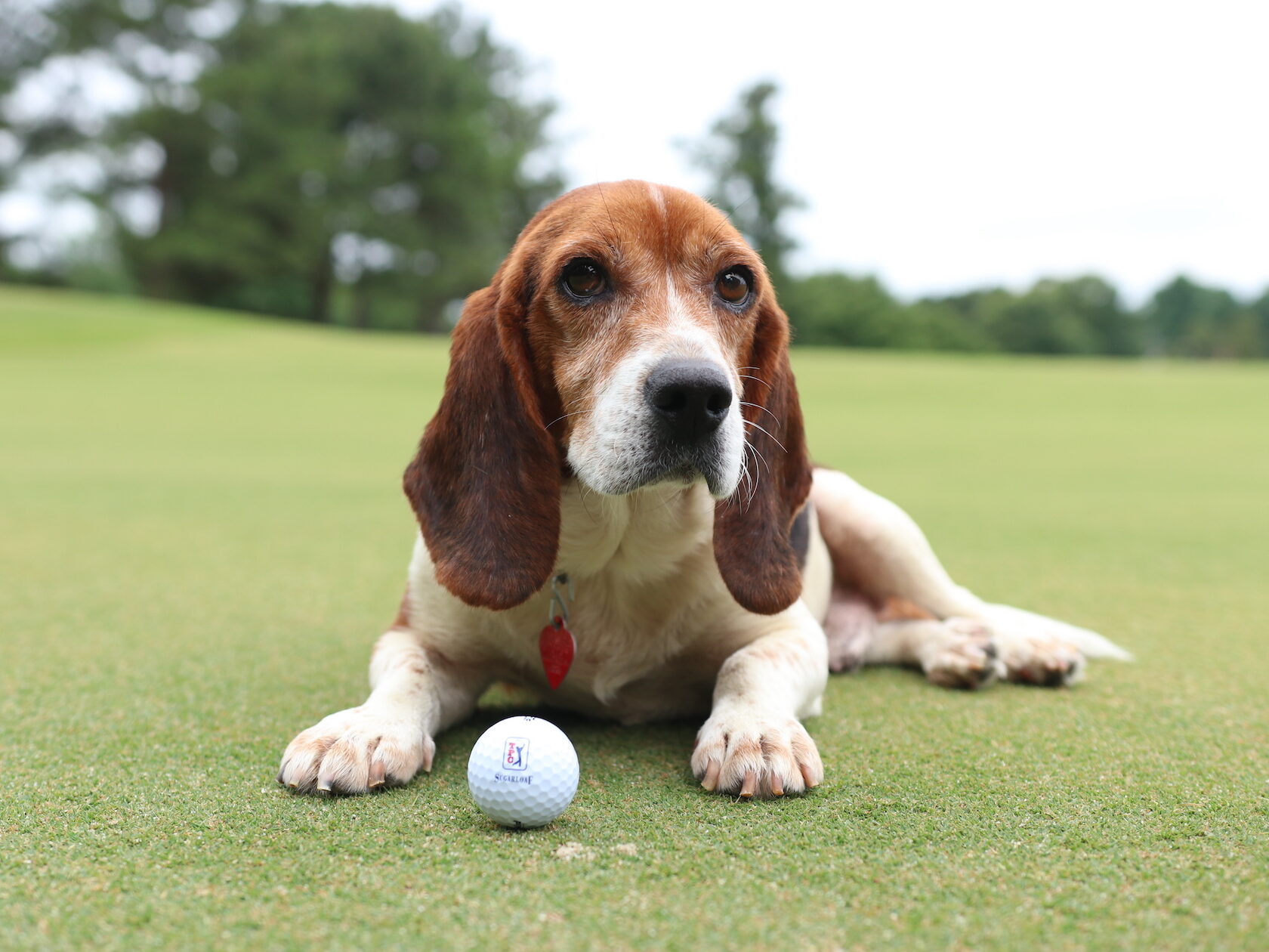 Dog with Golf Ball