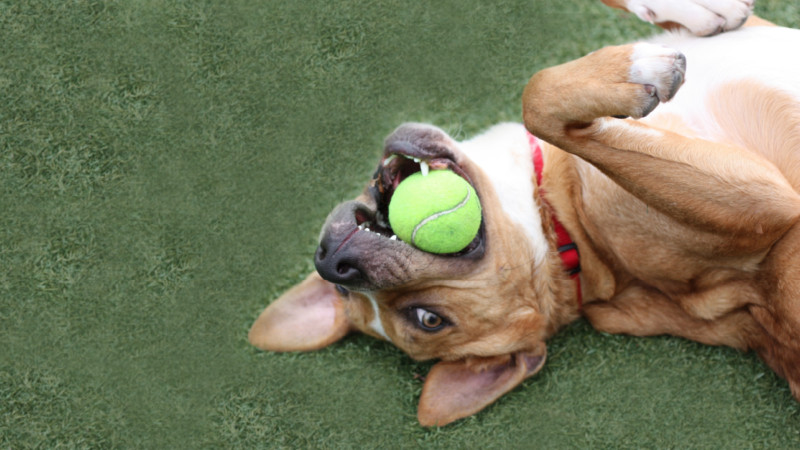 Dog with Tennis Ball