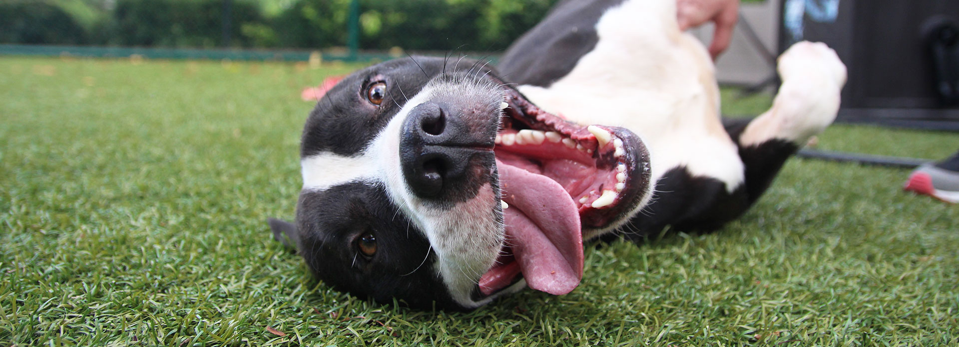 Adopt a Dog | Atlanta Humane Society