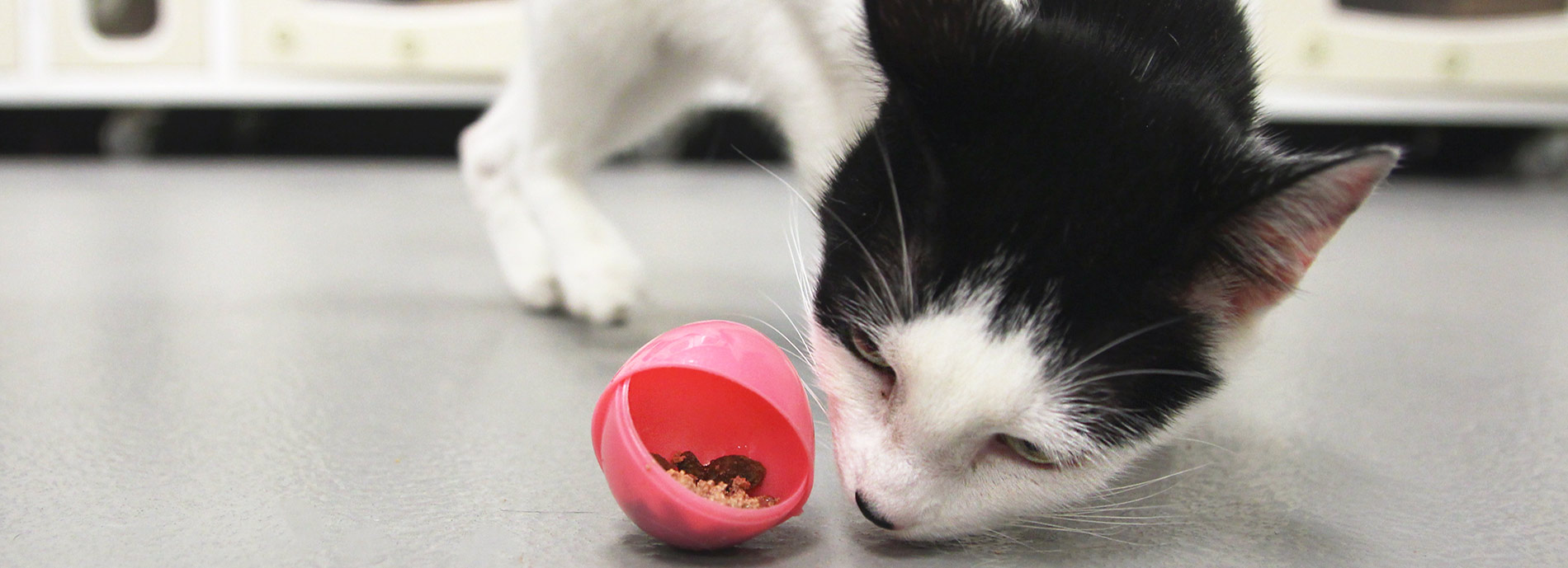 Cat Enrichment Training Food Toys