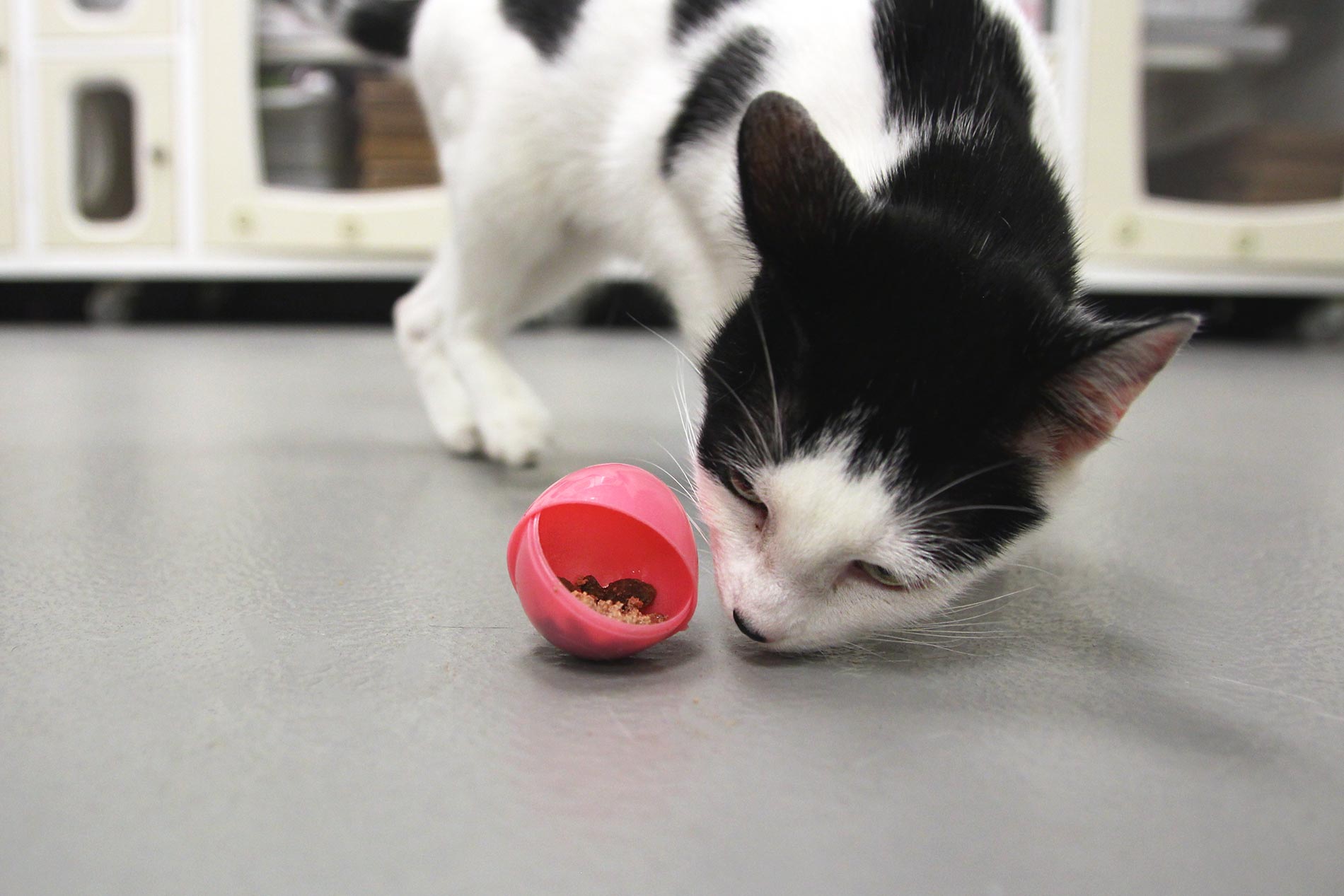 Cat Enrichment and Training Food Toys