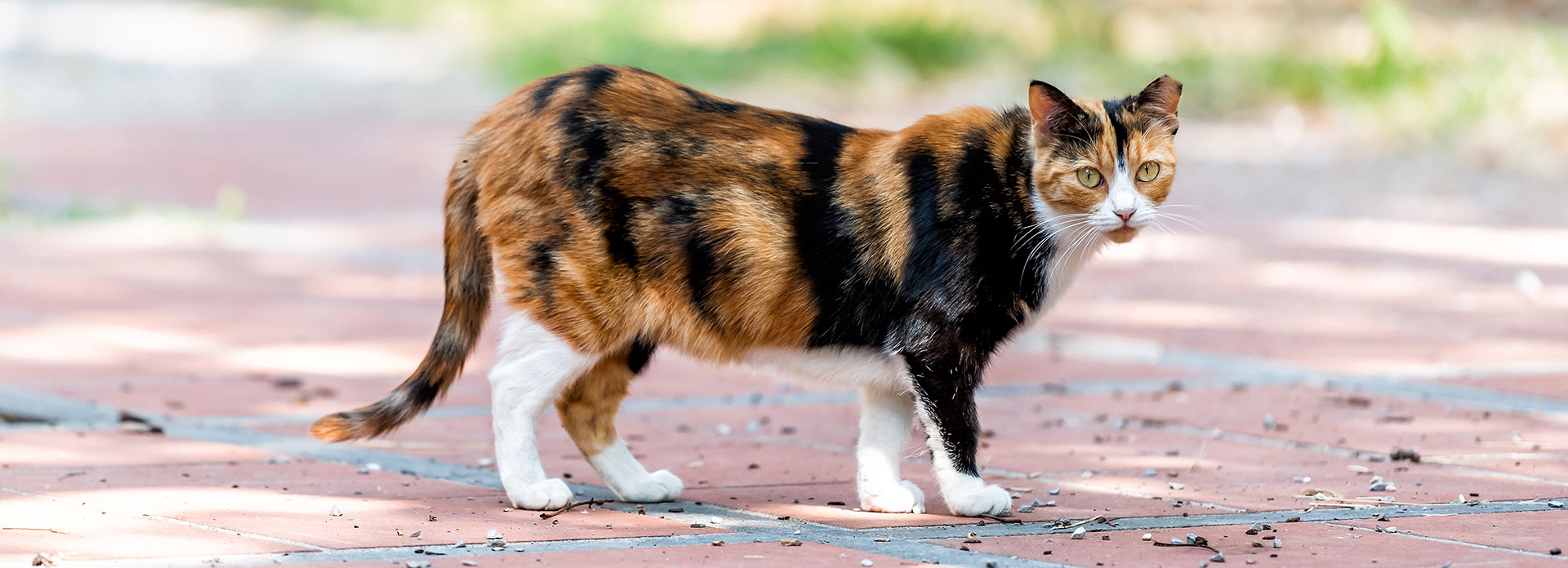 Atlanta humane cheap society cats