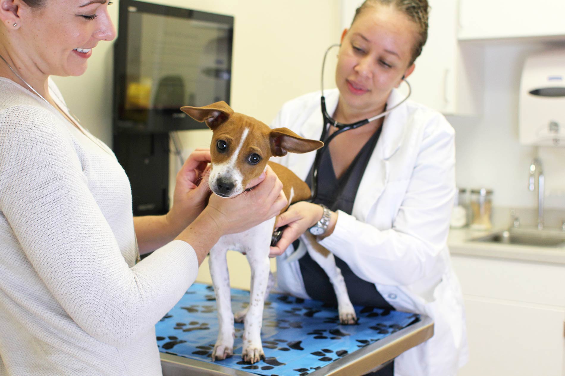 Dog and Puppy Vaccine Schedule