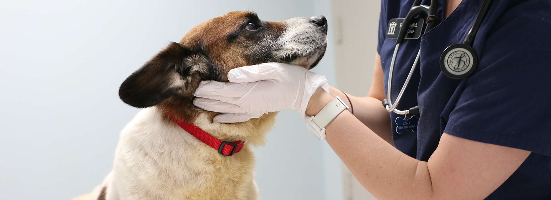 Shelter Medicine Veterinary Externship