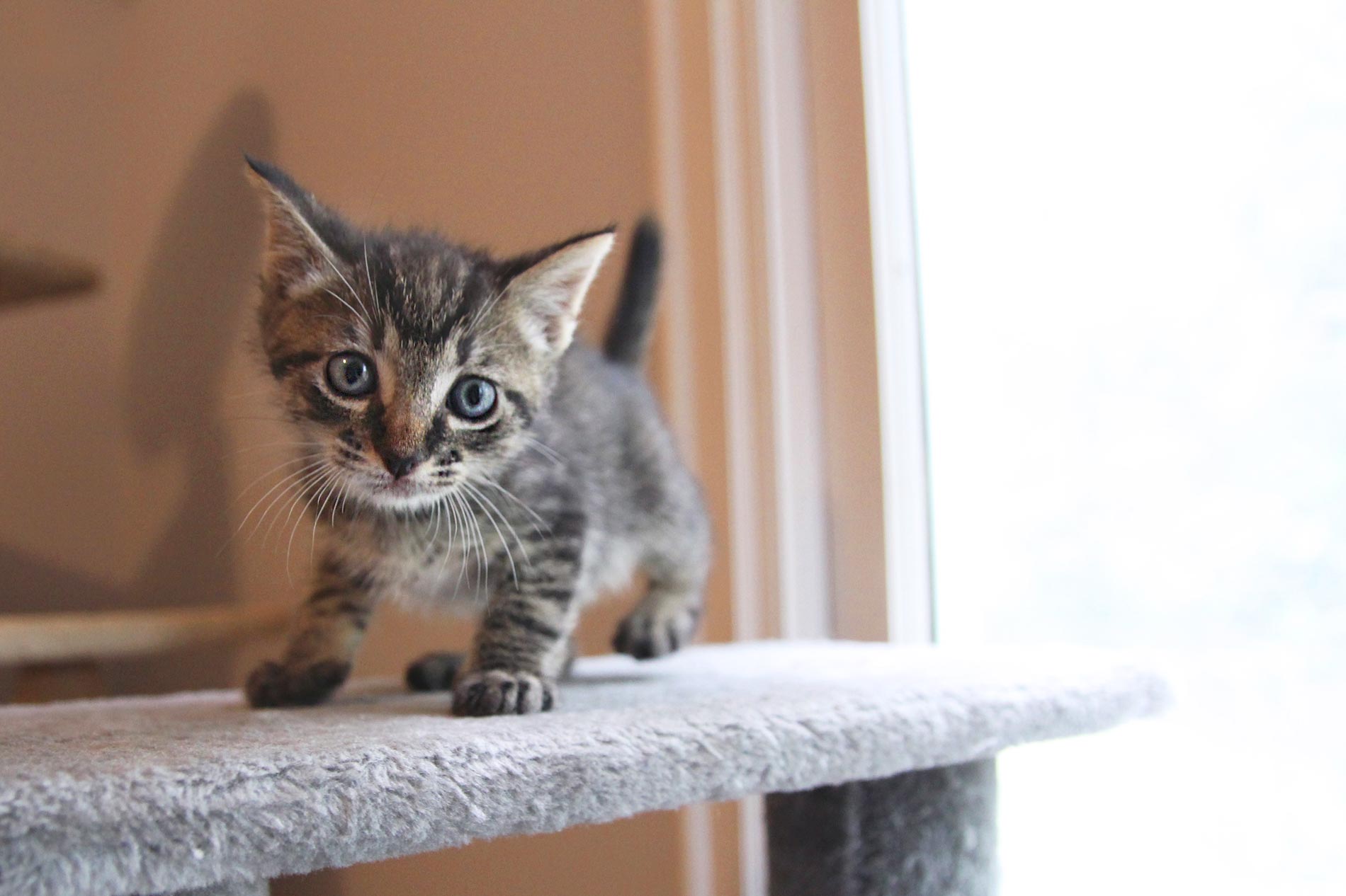 Kitten's First Day Home