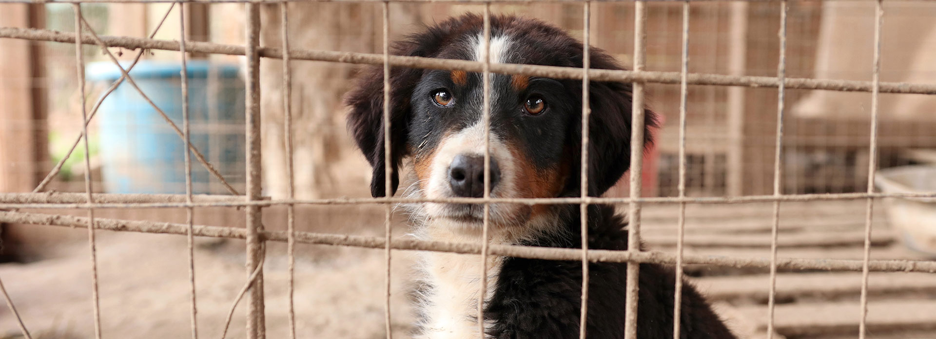 Report Animal Cruelty | Atlanta Humane Society