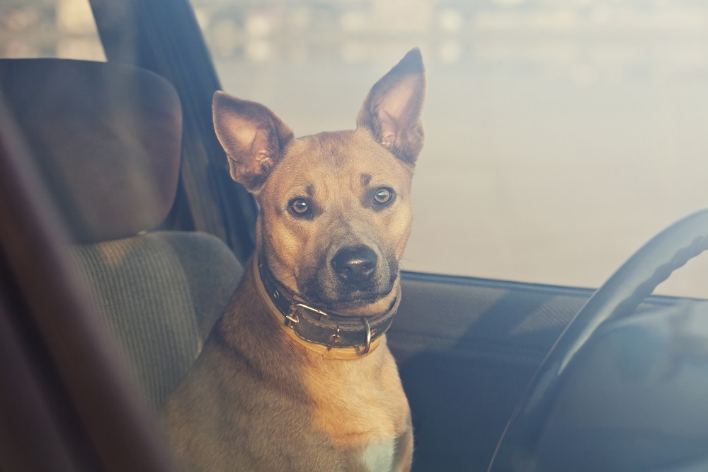 Tan dog sitting in hot car