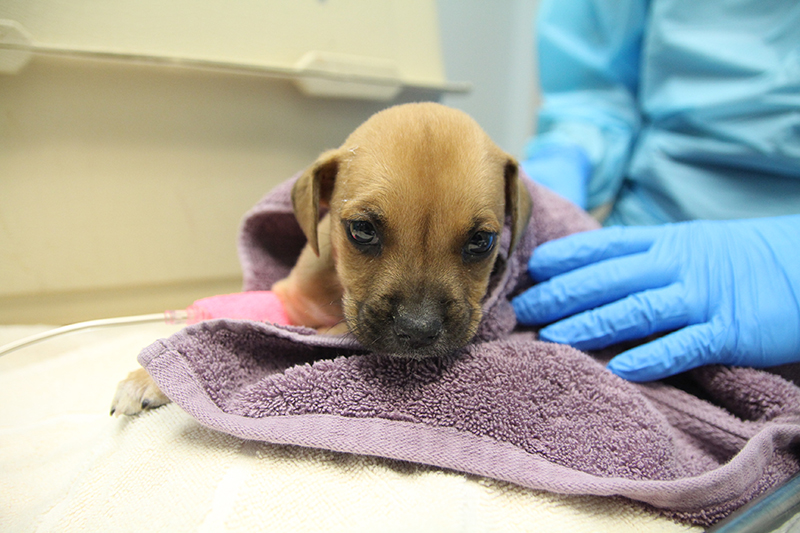 Sick tan puppy wrapped in purple towel