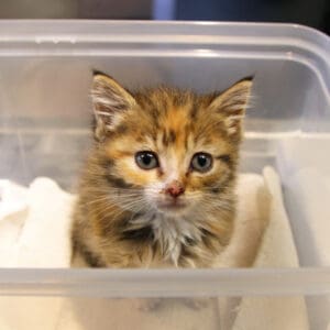 Kitten in Oxygen Box