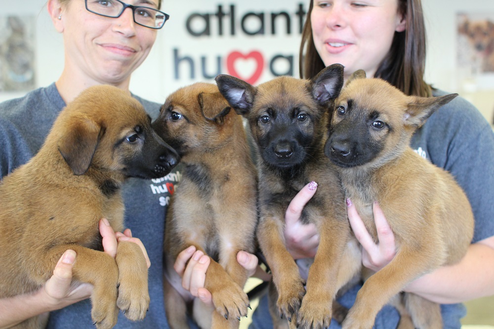 Litter of four Belgian Malinois puppies being held by two women