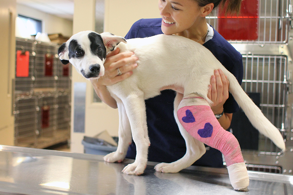 dog with broken leg in cast