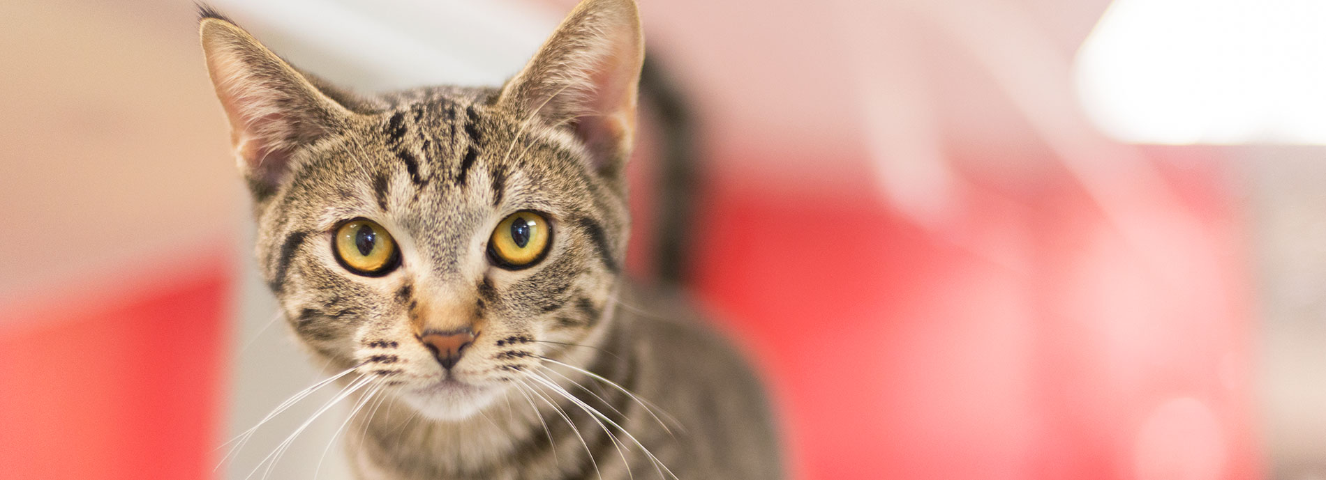 Meet Our Adoptable Cats!