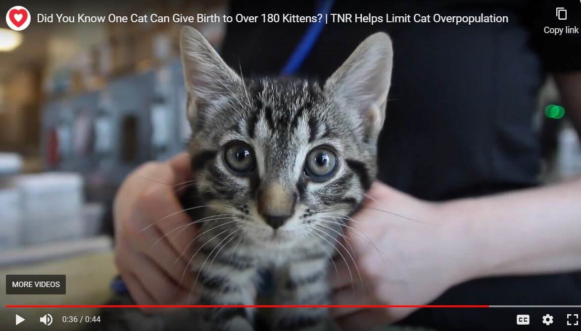 Tnr Limits Cat Overpopulation Video Preview