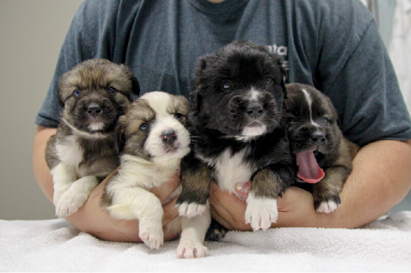 orphaned puppies atlanta humane society blog