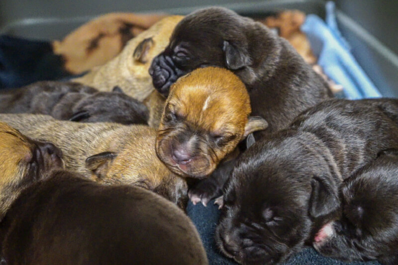 9 puppies atlanta humane society blog