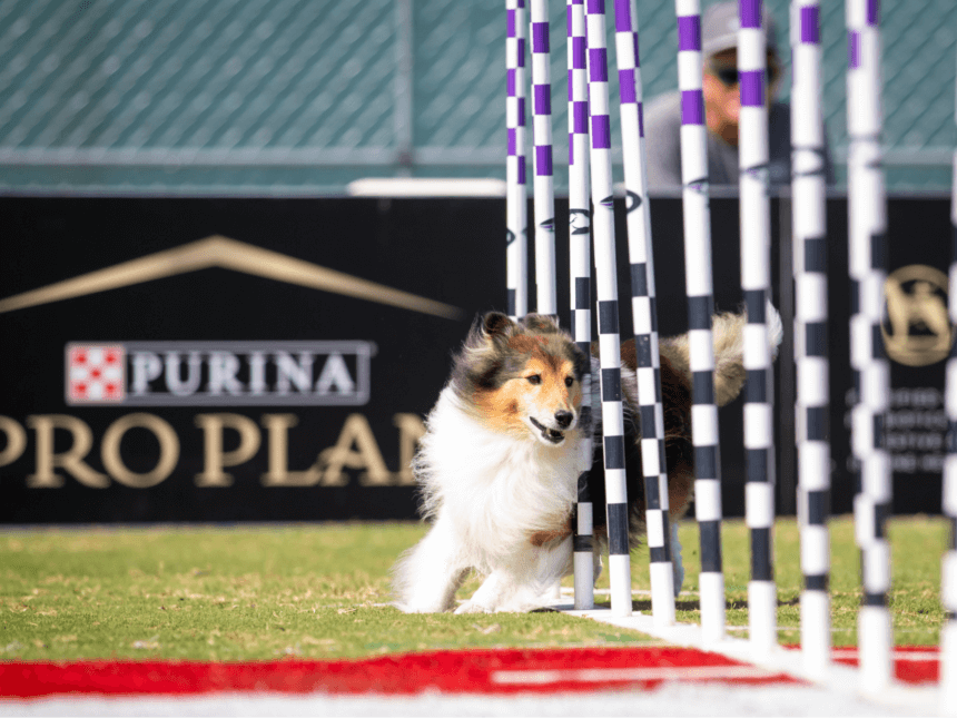 purina collie incredible dog challenge