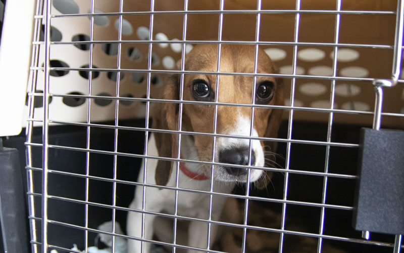 beagle in kennel transfer atlanta humane