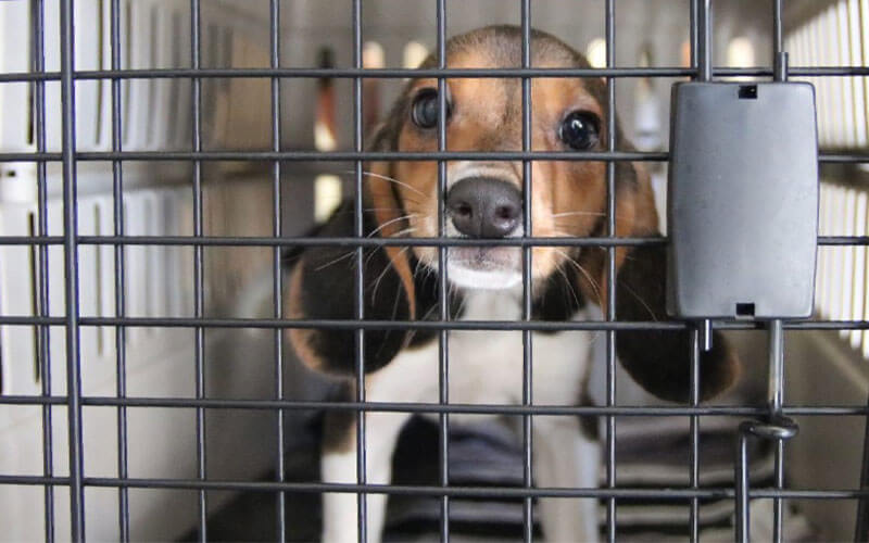 beagle puppy kennel atlanta humane