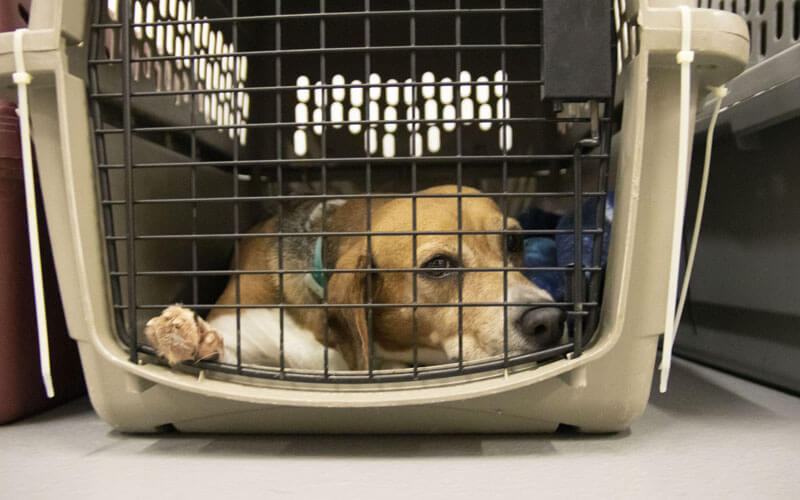 beagle sleeping kennel atlanta humane