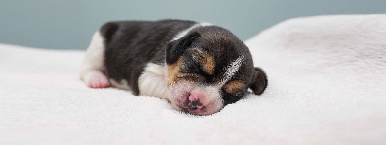 small beagle puppy laying atlanta humane hero