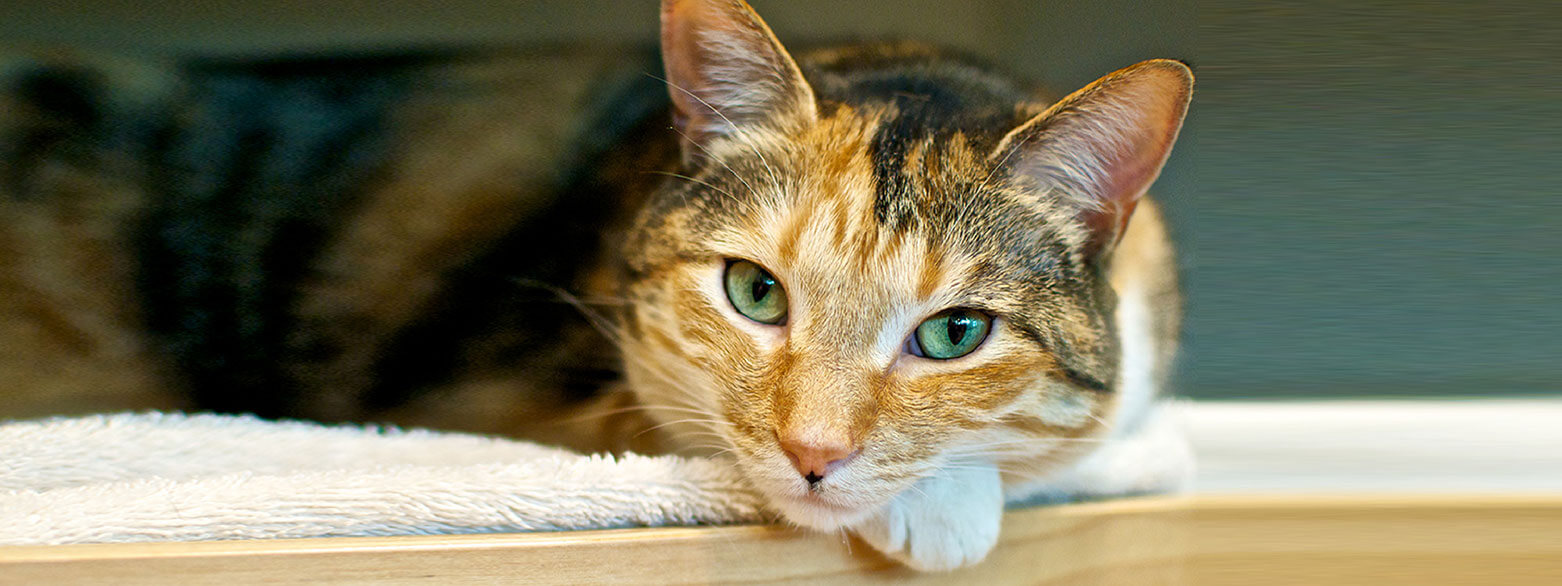 free feline weekend atlanta humane hero