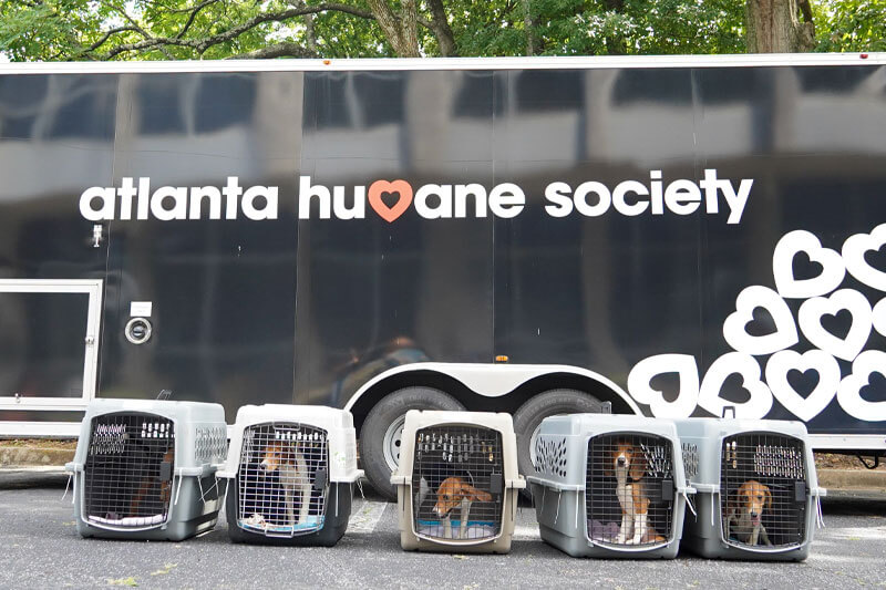 atlanta humane beagle transport trailer blog