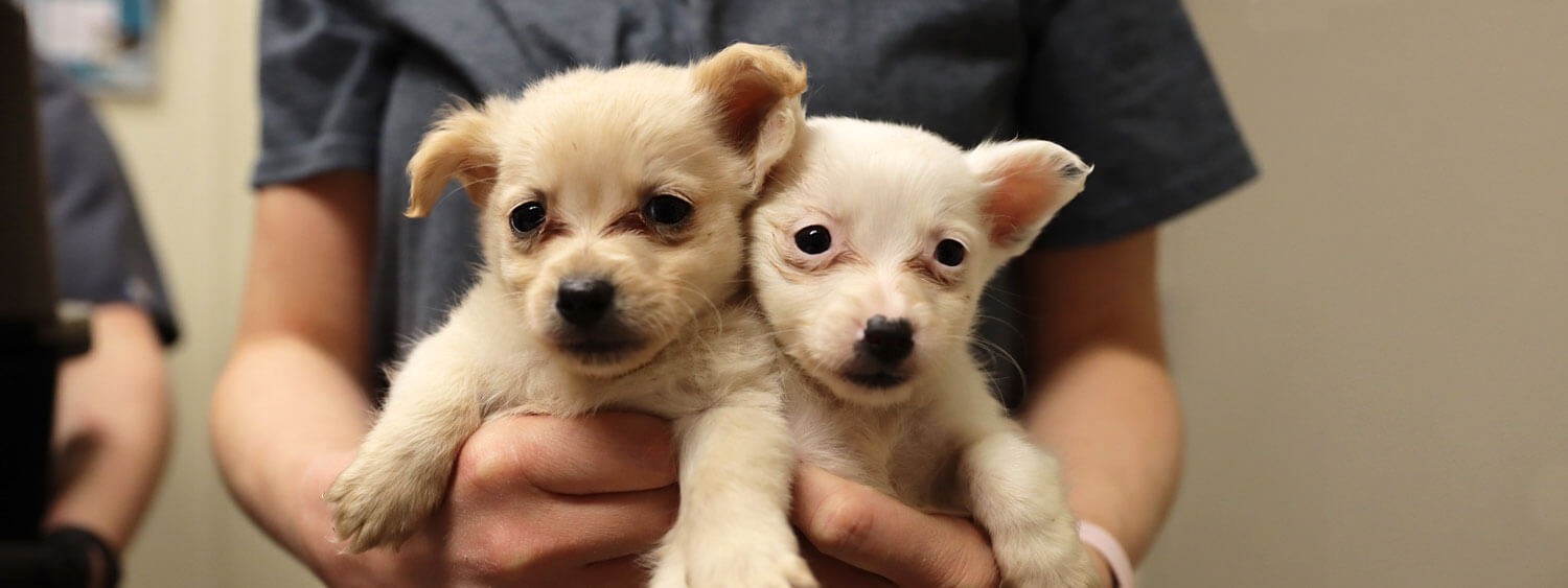 august double your donation puppies atlanta humane hero