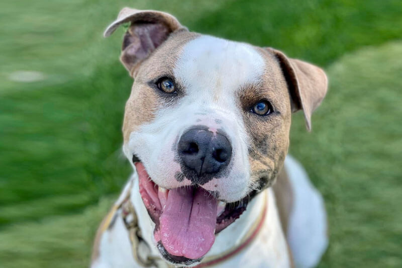 atlanta humane brock headshot