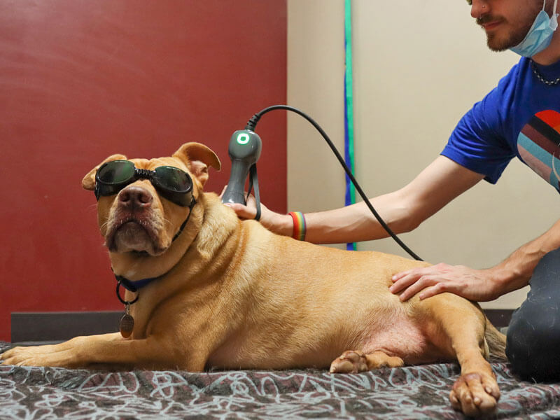 joey laser therapy