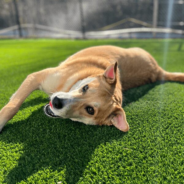 baxter laying grass