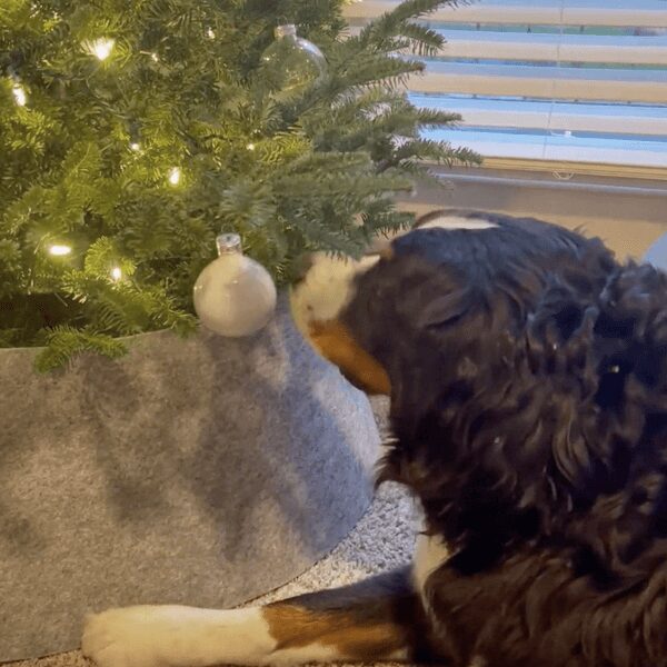 dog with christmas tree