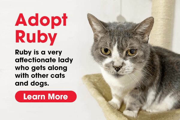 Meet Ruby, an adoptable cat at Atlanta Humane.