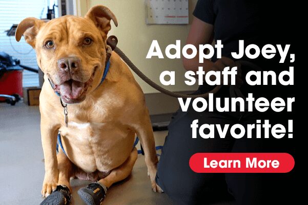Meet Joey, an adoptable dog at Atlanta Humane.