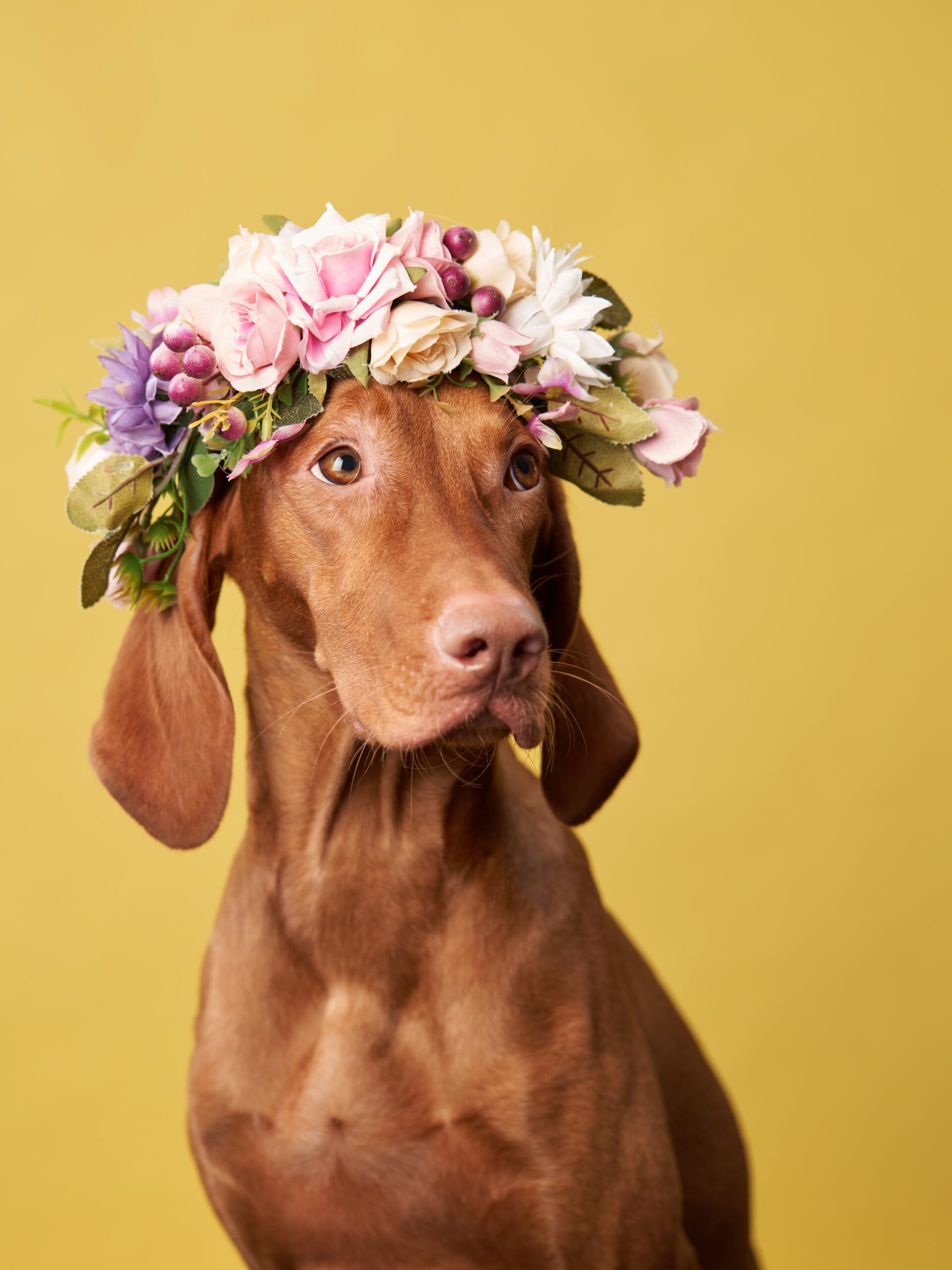 dog with a flower wreath on his head. Hungarian Vizsla on a yellow