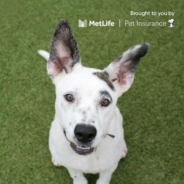 metlife $0 adoptions blog