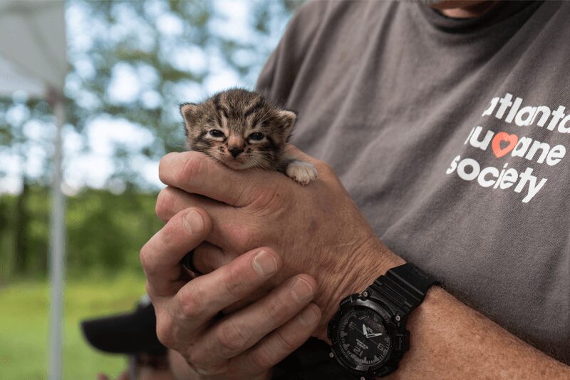 rescue blog kitten
