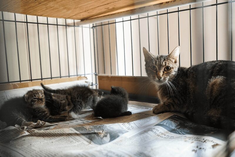 rescue blog mom kittens