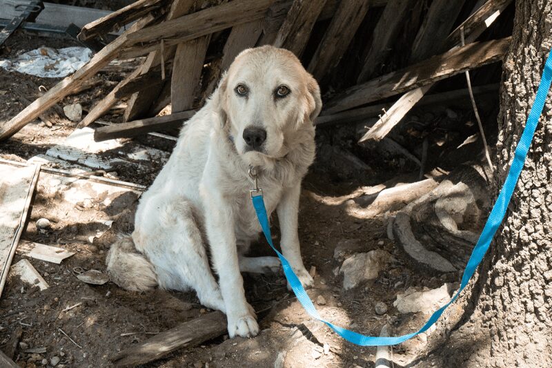 rescue blog sad dog