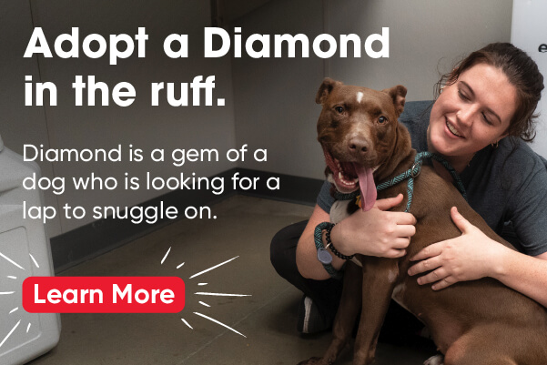 Adopt Diamond from the Atlanta Humane Society.
