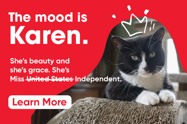 Meet Karen, an adoptable cat from Atlanta Humane.