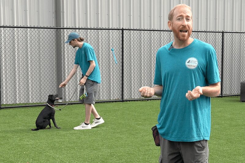 Bark in the Park' raises money, helps animals find forever homes