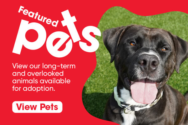 View our long-term and overlooked animals available for adoption.