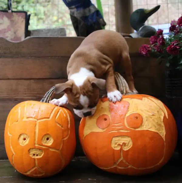 pumpkin carving blog