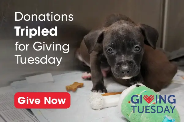 Give now to have your gift tripled for Giving Tuesday.
