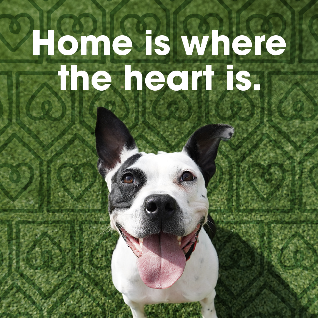home is where the heart is square 1