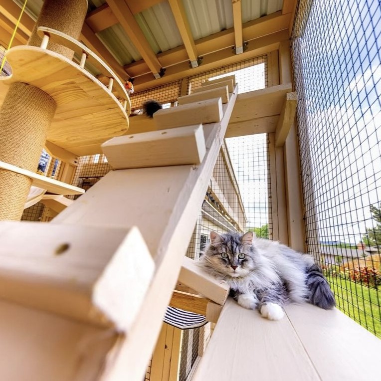 Catio Picture #5