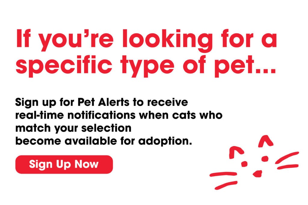 Pet Alerts Lightbox Cats