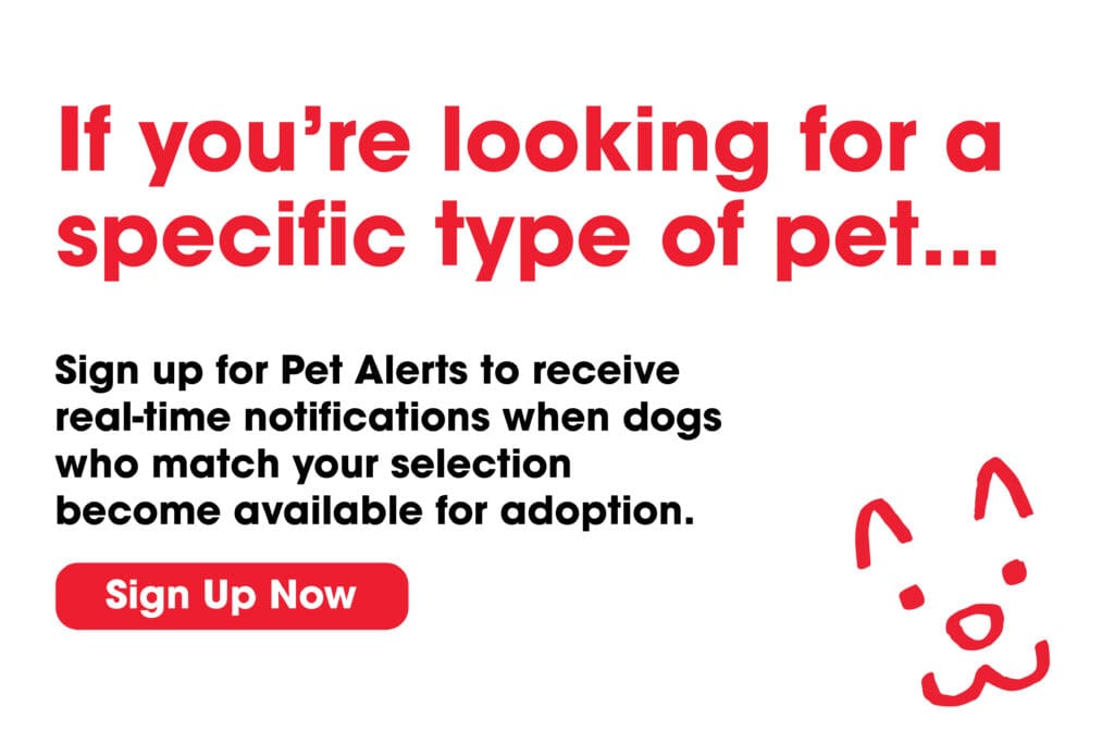 Pet Alerts Lightbox Dogs