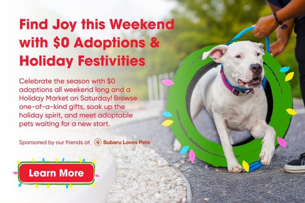 Holiday Adoption Promo lightbox