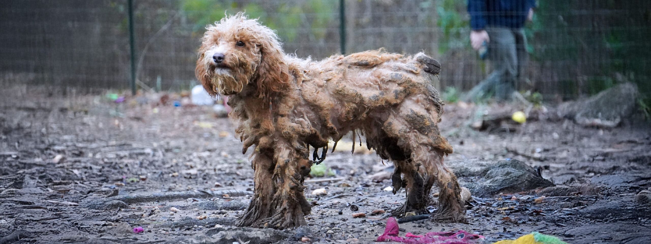 Coweta CountyNewnan Doodle Rescue hero image